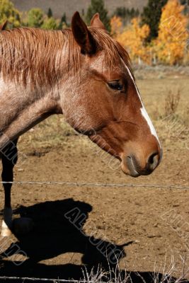 Portrait, brown horse