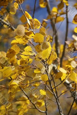 Autumn, golden aspens