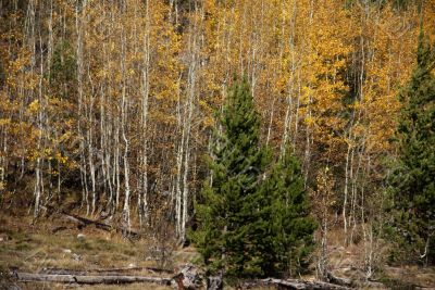 Autumn, golden aspens