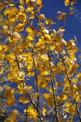 Autumn, golden aspens