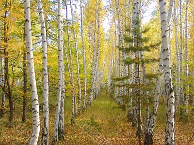 birch forest