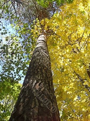 Beech Forest