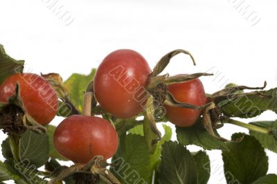 wild rose fruit
