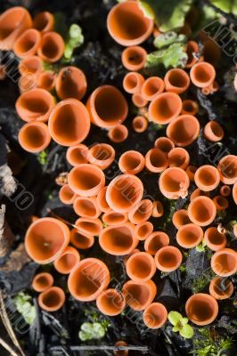 Red lichen background