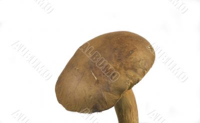 wilde mushroom