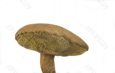 wilde mushroom