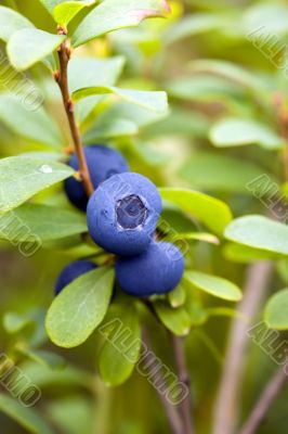 bush of blueberries close-up