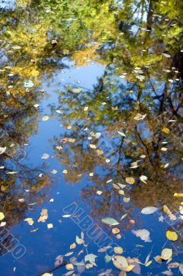 Leaves in water
