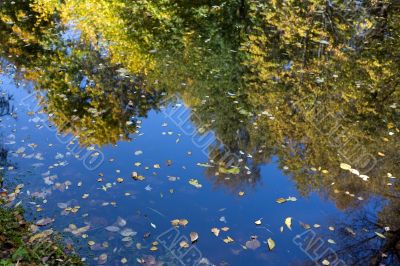Leaves in river