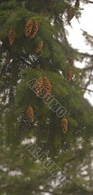 Fir Cones