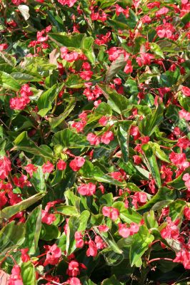 Red Flowers in Green