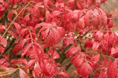 Red Leaves in Rain