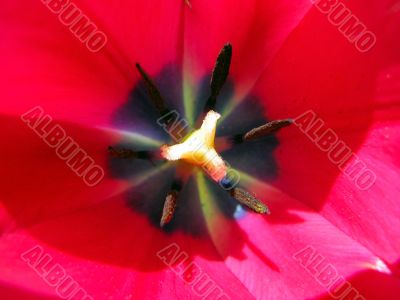 macro photo of red tulip