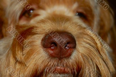 extreme dog nose