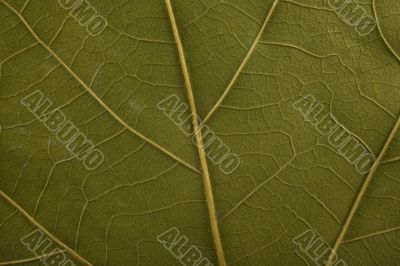 leaf background