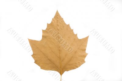 autumn leaf