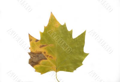 autumn leaf
