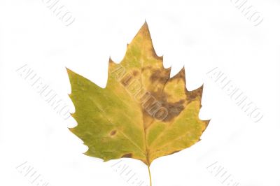 autumn leaf