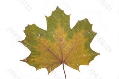 autumn leaf