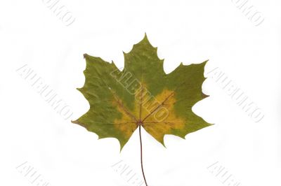 autumn leaf