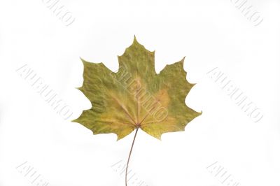autumn leaf