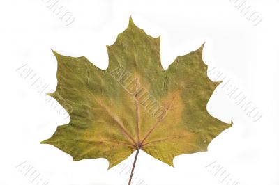 autumn leaf