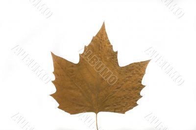 autumn leaf