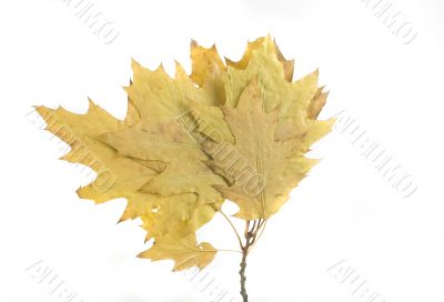 autumn leaf