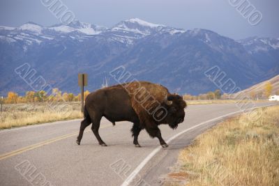 Single bull bison walking