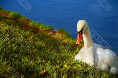 swan on the shore of a river