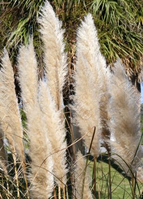 Pampas Grass