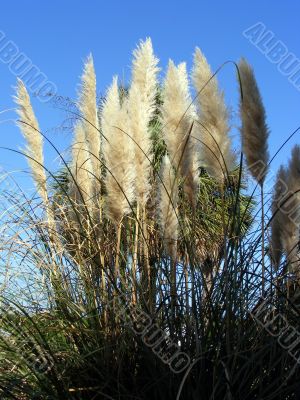 Pampas Grass