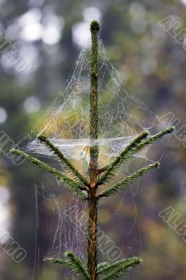 Web on a pine