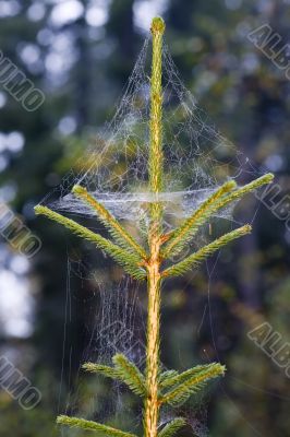 Web on a pine tree