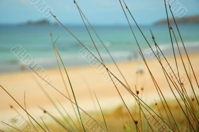 Beach Paradise