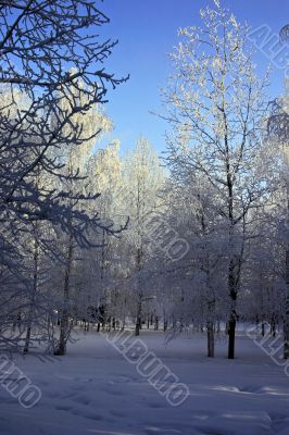 snow-bound trees