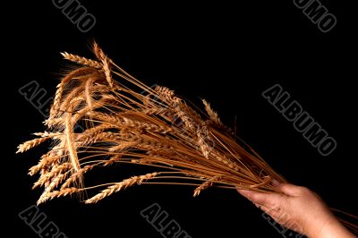 ripe wheat