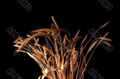 ears of ripe wheat