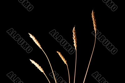 ripe wheat