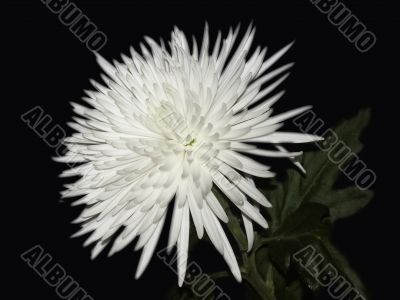 white flower