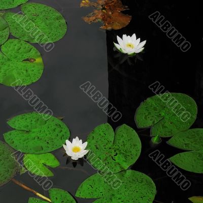 dark and light - lake flowers