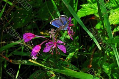 blue butterfly and pink flower