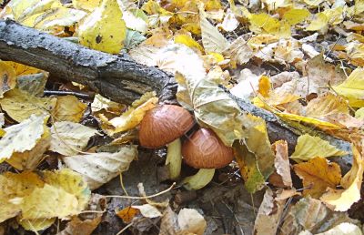 Autumn mushrooms