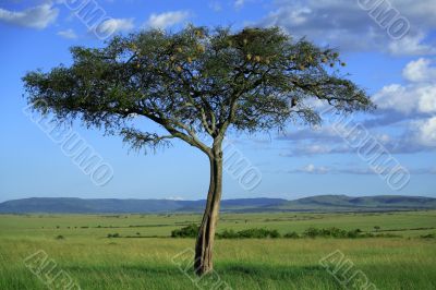 Masai Mara tree