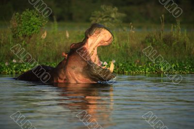 Hippopotamus amphibius