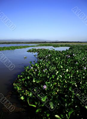 Water Hyacinth