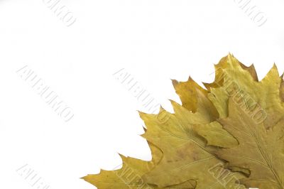 autumn leaf