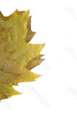 autumn leaf