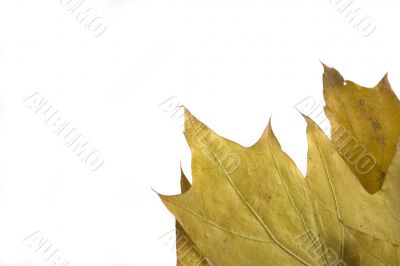 autumn leaf