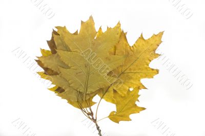 autumn leaf